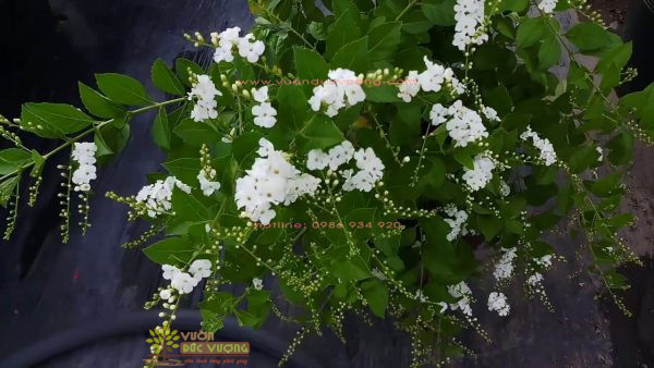 Cây hoa chuỗi ngọc trắng