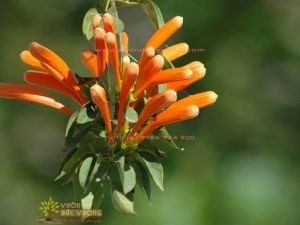 Khám phá sức hút của CÂY CHÙM ỚT y nghia dac diem cach trong va cham soc hoa chum ot dung ky thuat 202107250841499836 1 300x225 - Khám phá sức hút của CÂY CHÙM ỚT