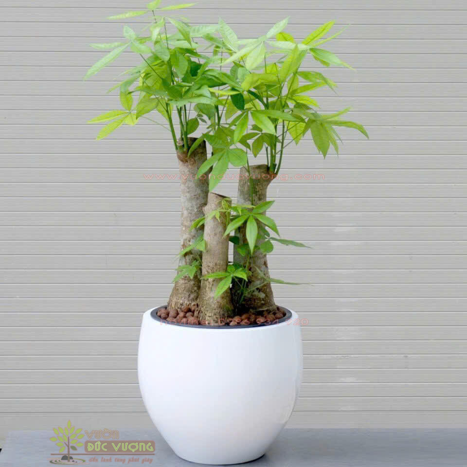 CHẬU TRỒNG CÂY COMPOSITE CHẬU TRỒNG CÂY COMPOSITE 4 600x600 - CHẬU TRỒNG CÂY COMPOSITE