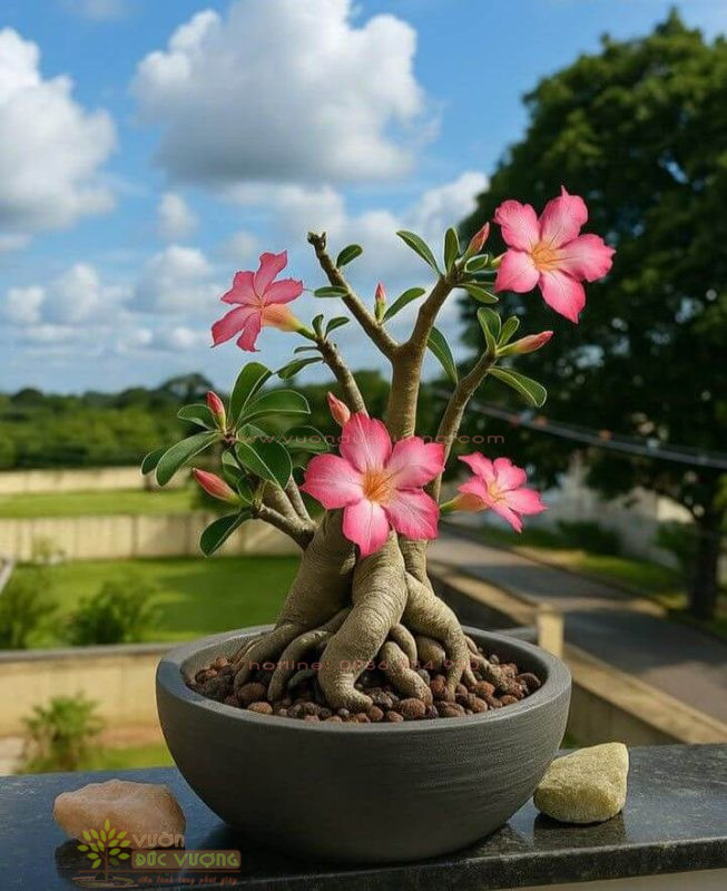 Hoa Sứ bonsai dáng độc lạ cho người chơi cảnh hoa sứ bonsai 1 653x800 - Hoa Sứ bonsai dáng độc lạ cho người chơi cảnh